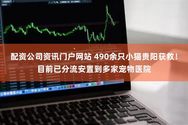 配資公司資訊門戶網站 490余只小貓貴陽獲救！目前已分流安置到多家寵物醫院